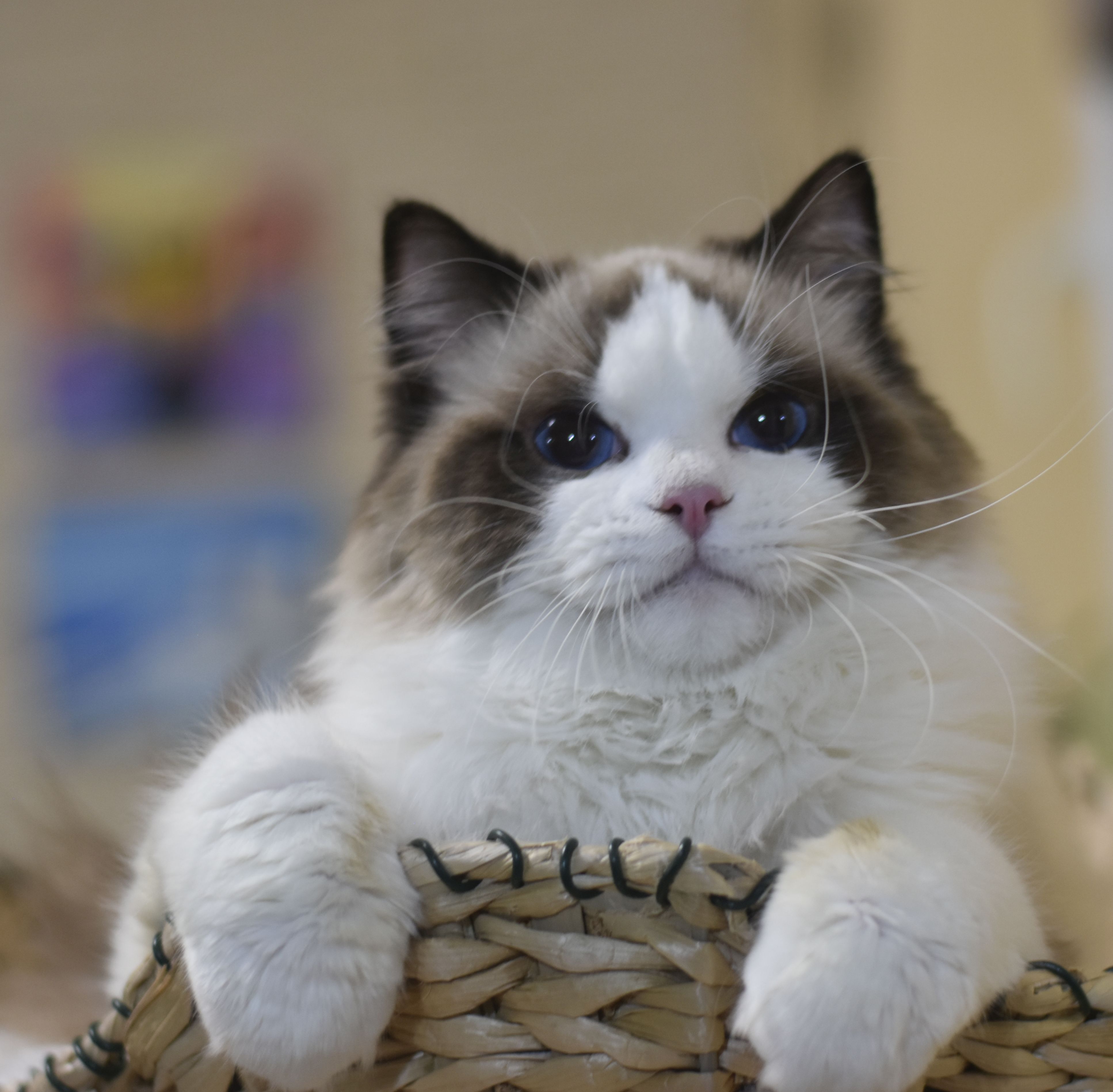 images/OurCats/Diamond Dolls John Wick.JPG